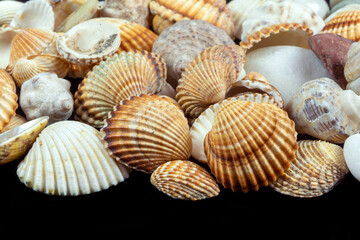 Clam shells
