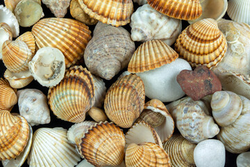 Clam shells