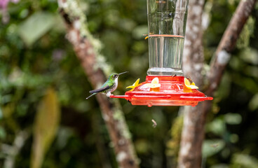 of extraordinary colors and colors of caliber near the nectar feeders in the wild forest of Ecuador