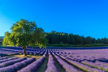 Naklejka na ściany i meble Sunset in a beautiful lavender field with tree and forest in the background.
