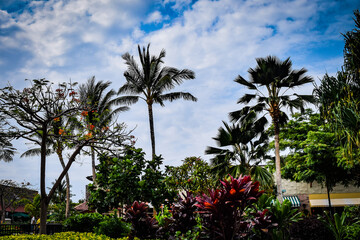 ハワイ島の情景