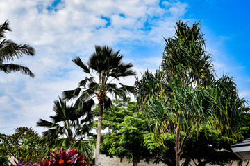 ハワイ島の情景