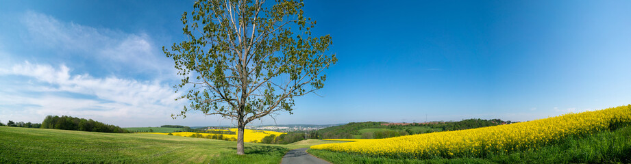 Panorama of rapeseed field and tree by the road