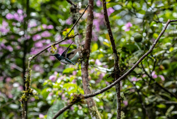 of extraordinary colors and colors of caliber near the nectar feeders in the wild forest of Ecuador 