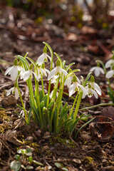 Schneeglöckchen als Frühlingsboten