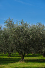 Fototapeta na wymiar Traditional plantation of olive trees in Italy. Trees in a row. Ripe olive plantations. Plantation of vegetable trees. Fruit tree garden. The rays of the sun through the trees. Clouds in the blue sky