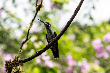 of extraordinary colors and colors of caliber near the nectar feeders in the wild forest of Ecuador 