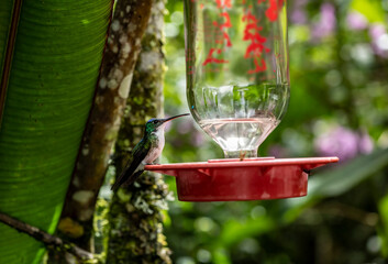 of extraordinary colors and colors of caliber near the nectar feeders in the wild forest of Ecuador 