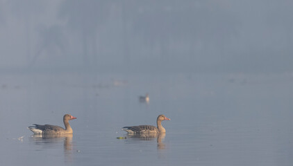 Greylag goose duck (Anser anser) floating over river during winter morning. 