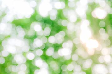Fototapeta premium Natural green bokeh abstract background