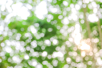 Obraz premium Natural green bokeh abstract background