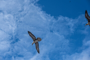blue-footed galapagos boobies close-up against the sky 