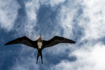 a flock of black frigate birds flew on a successful killer whale hunt in order to profit from the...