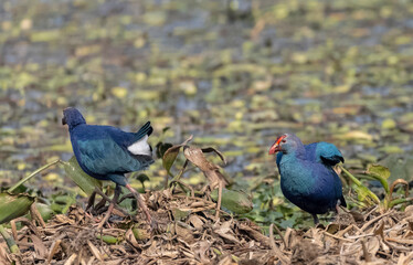Grey-headed swamphen (Porphyrio poliocephalus) perched near  water body in forest.