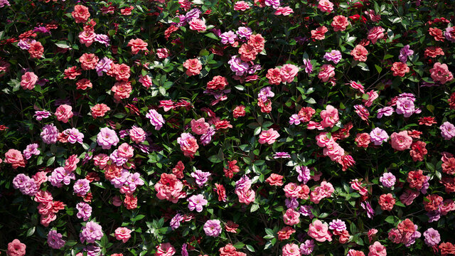 Background pink camellia saasnqua flowers Premium Photo