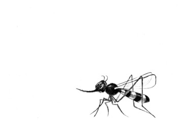 Small, sad and fearful mosquito