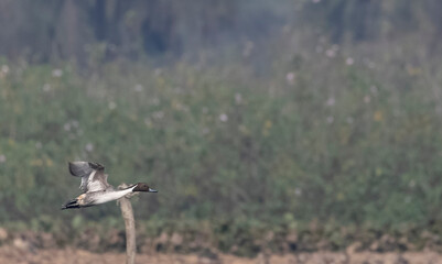 Northern pintail (Anas acuta) duck flying over water body.