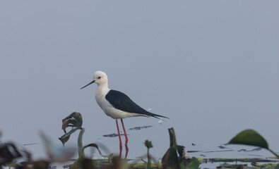 Black-winged stilt (Himantopus himantopus) standing on water body.