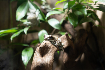 frog on a tree
