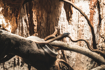 Snake on Tree