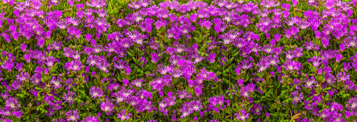 blooming purple flowers
