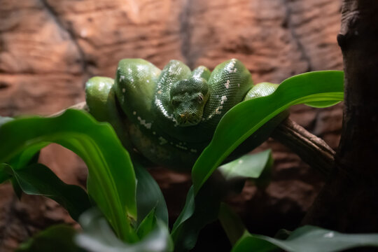 Green Python