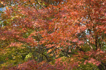 red autumn leaves in the forest in the afternoon