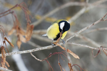 Colorful Great tit, Parus major eating a Maple seed in a boreal forest during wintertime. 