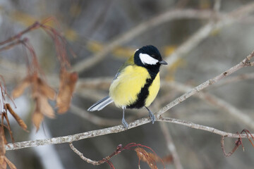 Colorful Great tit, Parus major stopping on a Maple tree branch during a dull winter day in...