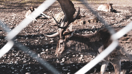 Deer, Hirschgarten, Munich