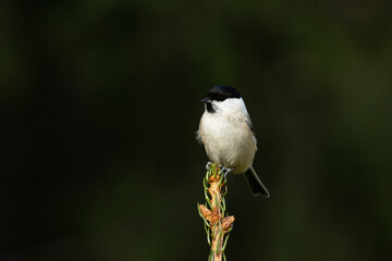 Obraz premium Marsh tit, Poecile palustris sitting on the top of a small Spruce tree in Estonian boreal forest. 