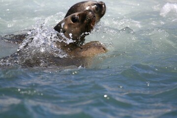 Fototapeta premium Otarie à crinière / Otaria flavescens, byronia - 2008 11 14 174336 Argentine - Puerto Deseado - 1113