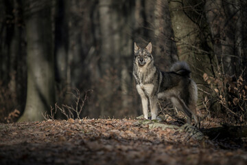 Dog or wolf in the forest. Illuminated by side light with a dark blurred background.