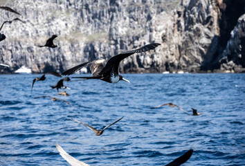 a flock of black frigate birds flew on a successful killer whale hunt in order to profit from the...