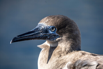 blue-footed galapagos boobies close-up against the sky 