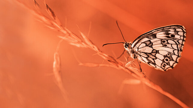 butterfly on grass at sunset with blurred background, motyl na trawie o zachodzie słońca
