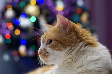 Fototapeta premium Portrait of a white ginger cat on a blurry background of a Christmas tree.