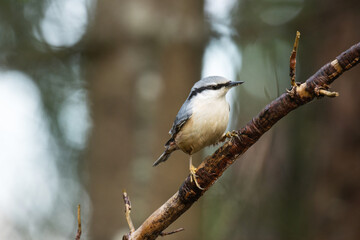 Courageous Eurasian nuthatch, Sitta europaea perched on a small branch in an European boreal forest.