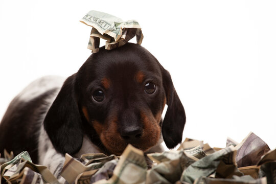 image of dog money white background 