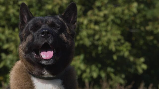 American akita portrait. The dog sits on the grass and looks around