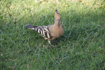 bird
