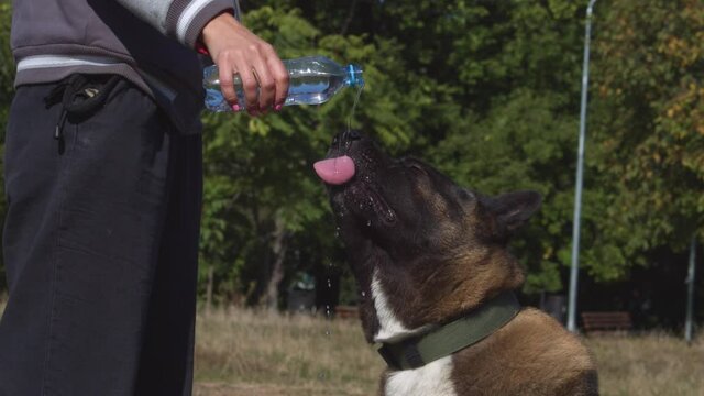 American akita. The dog is drinking water from a bottle
