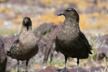 Labbe antarctique / Skua, Stercorarius antarcticus, Catharacta antarcticus - 2008 11 14 210048...