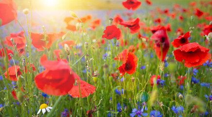 Beautiful poppies and other wild flowers in summer meadow