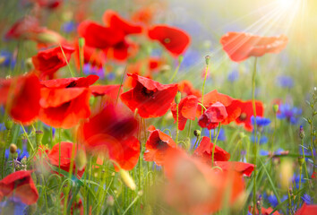 Beautiful poppies and other wild flowers in summer meadow