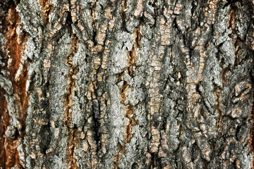 beautiful tree bark texture, interesting texture, wood color, natural texture