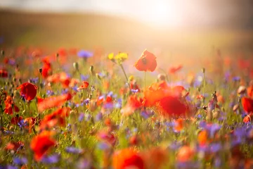 Gardinen Beautiful poppies and other wild flowers in summer meadow © Maresol