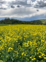 Obraz premium Rapsfeld