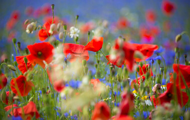 Obraz premium Beautiful poppies and other wild flowers in summer meadow
