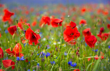 Fototapeta na wymiar Beautiful poppies and other wild flowers in summer meadow
